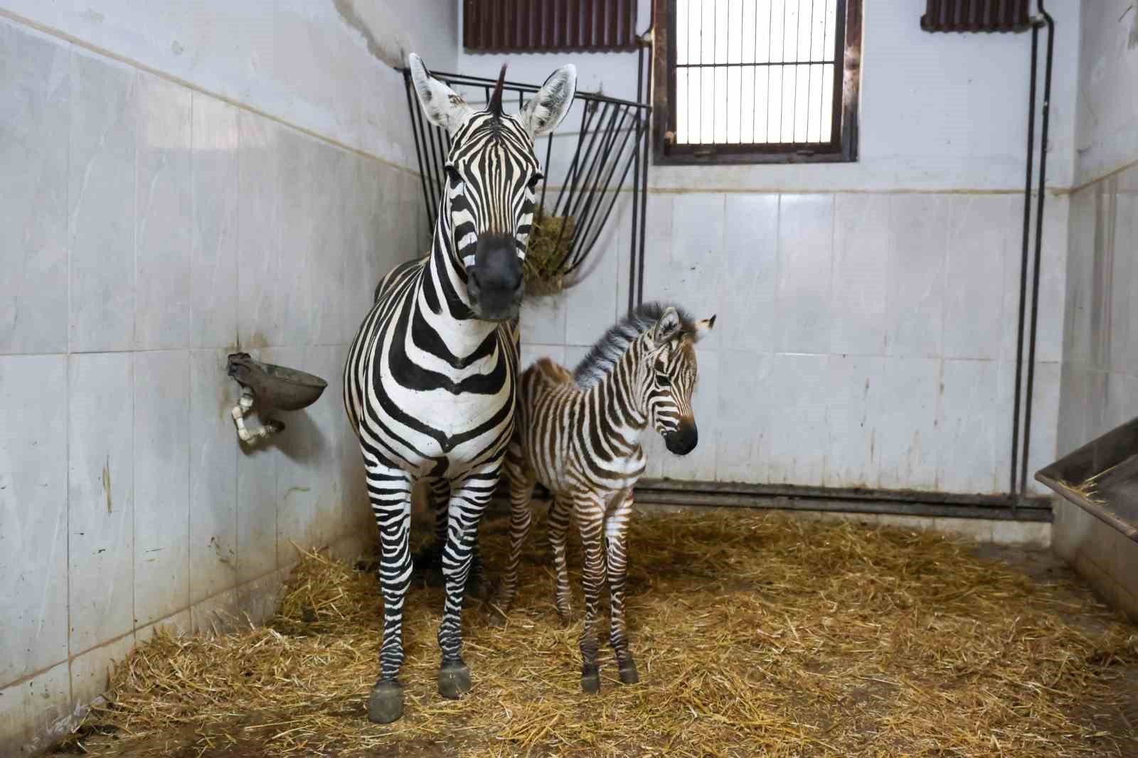 bursa-hayvanat-bahcesi-nde-zebra-ailesi-buyuyor