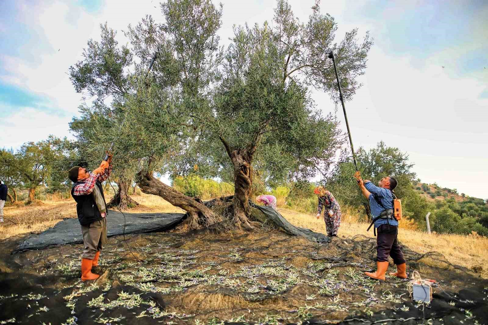 guney-marmara-da-zeytin-hasadi-basladi-ureticinin-gozu-fiyatta