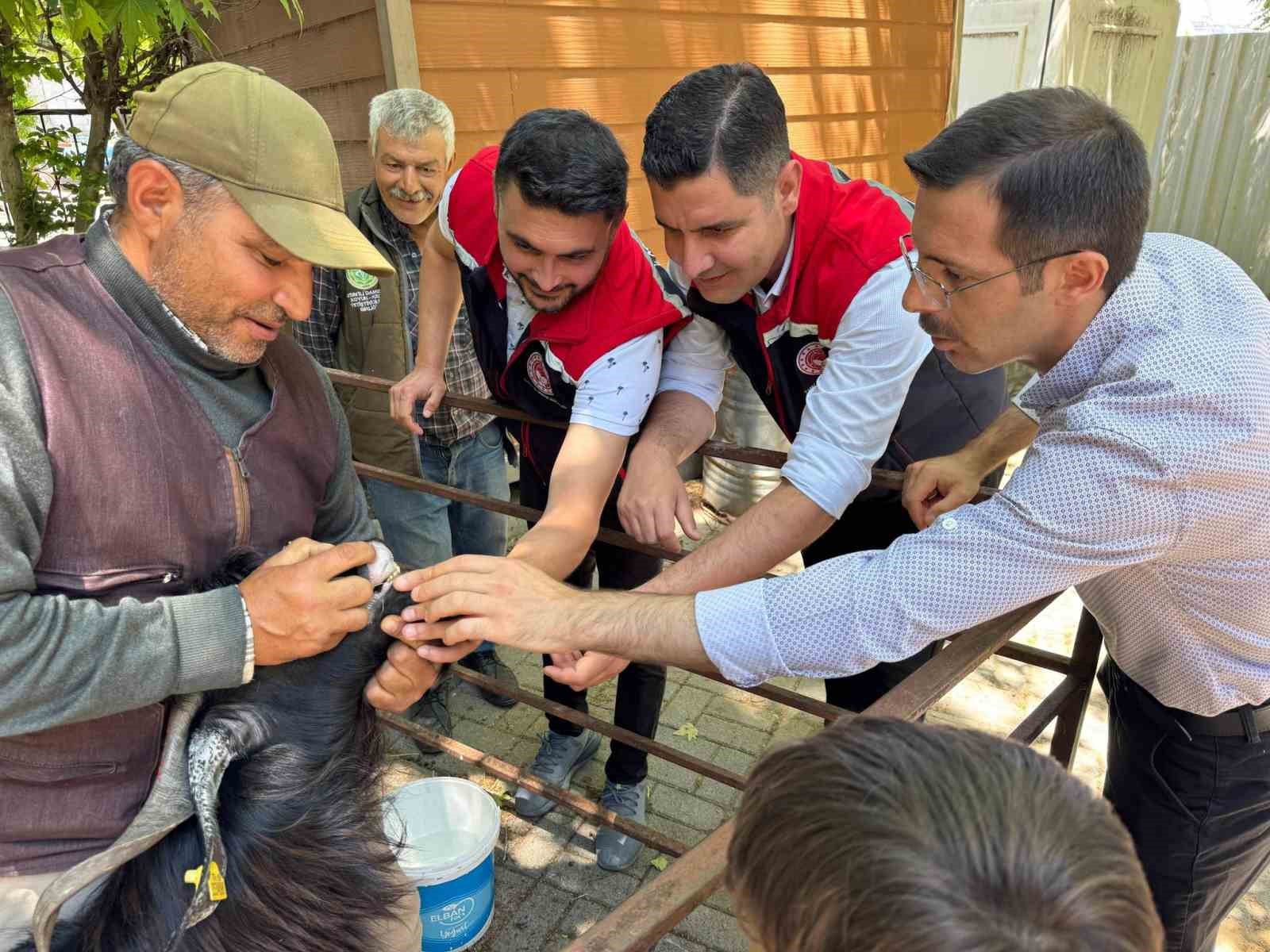 kurban-bayrami-oncesi-bozdogan-hayvan-pazarinda-siki-denetim