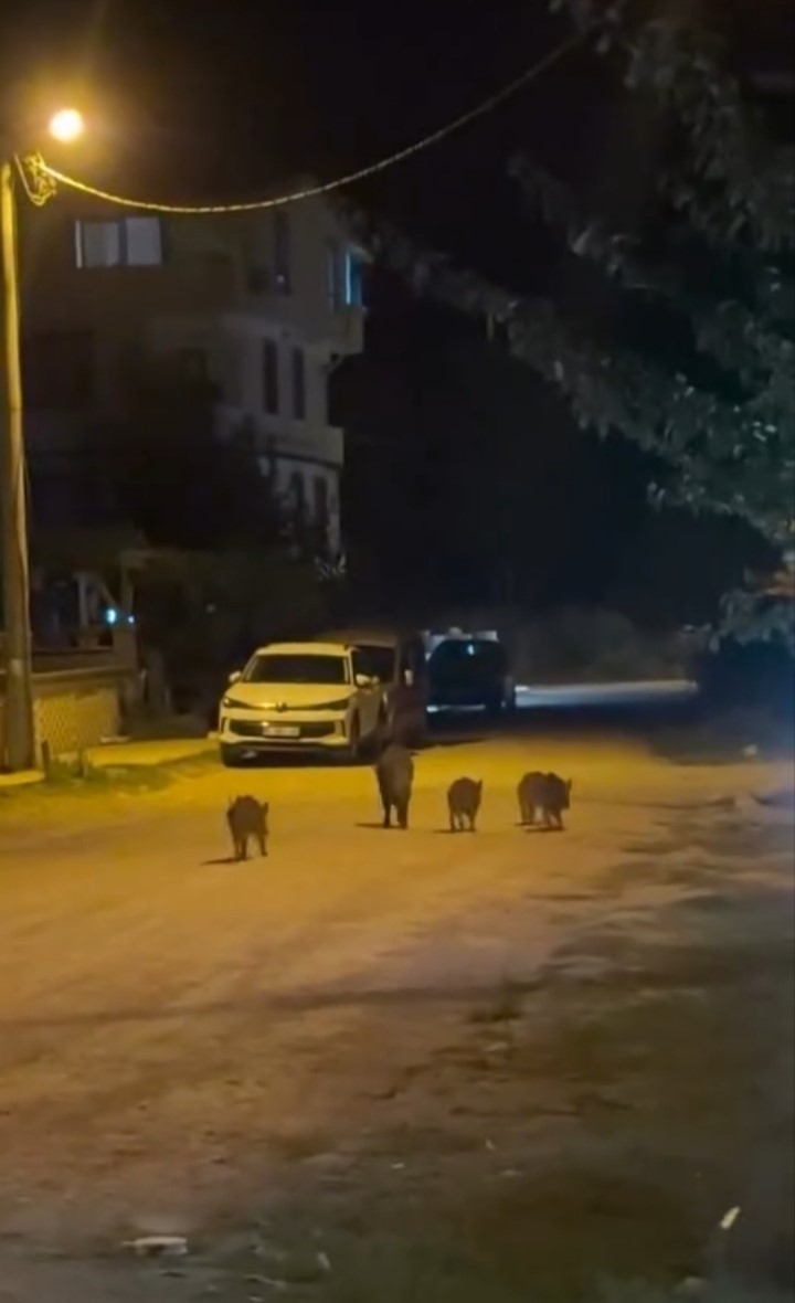 karacabey-de-yaban-domuzlari-yerlesim-alanina-indi