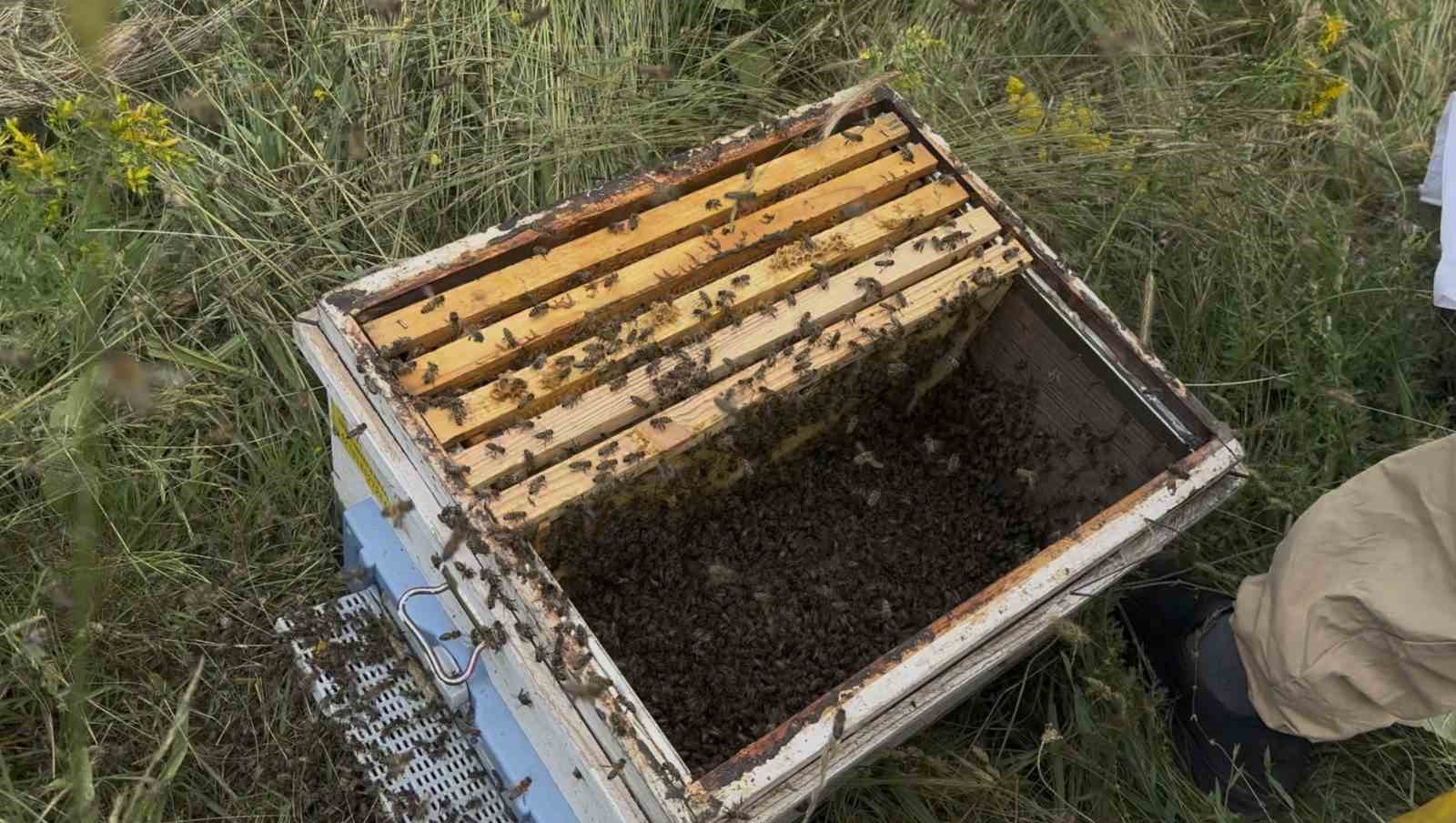 binlerce-ariyi-meyve-gibi-kovan-kapagina-topladi