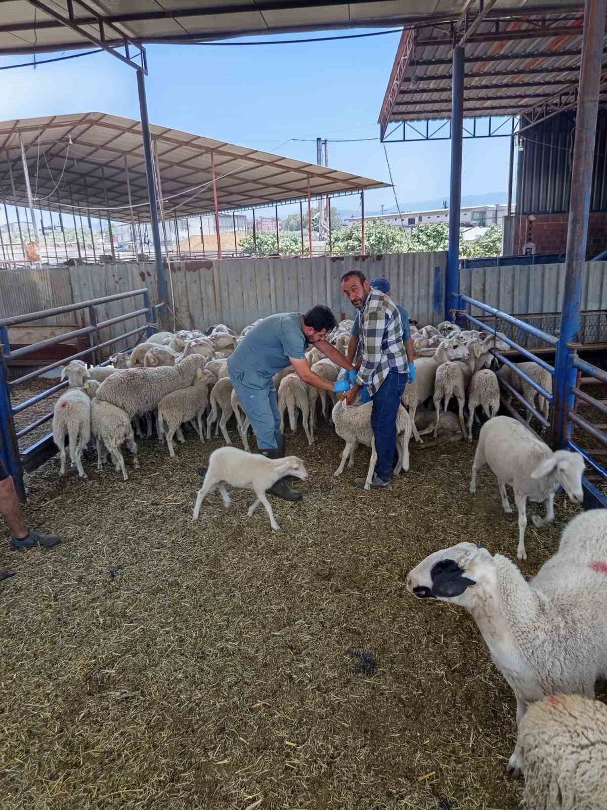 kosk-te-kucukbas-hayvanlar-kayit-altina-aliniyor