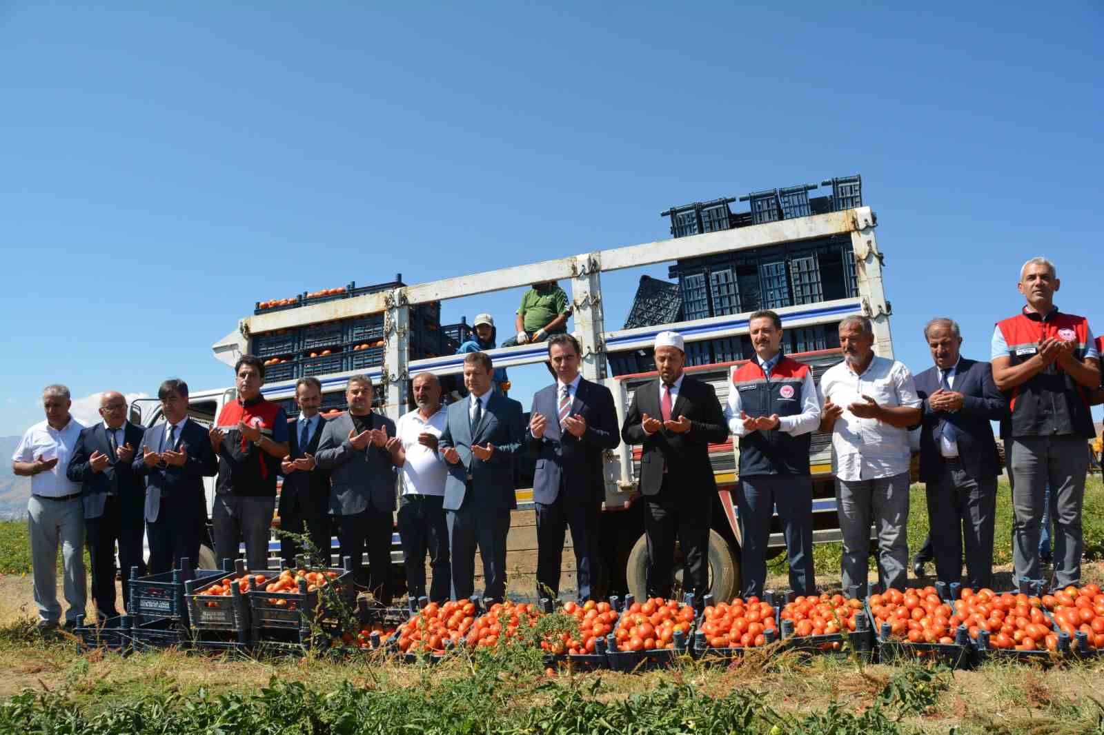 bitlis-te-domates-hasadi-basladi-bolgede-1-inci-turkiye-de-7-nci-sirada