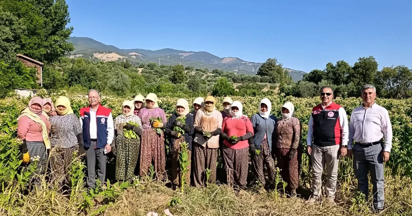 aydin-da-tutun-uretiminin-merkezi-karacasu-da-kirim-basladi