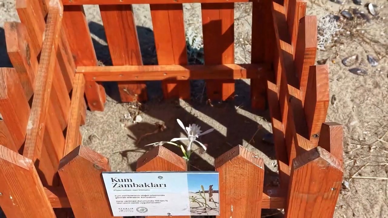 koparana-699-bin-lira-ceza-kesiliyordu-ahsap-kafesle-koruma-altina-alindi