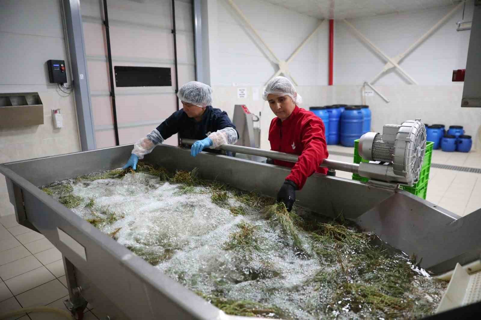 efeler-in-fabrikasinda-yaz-mesaisi
