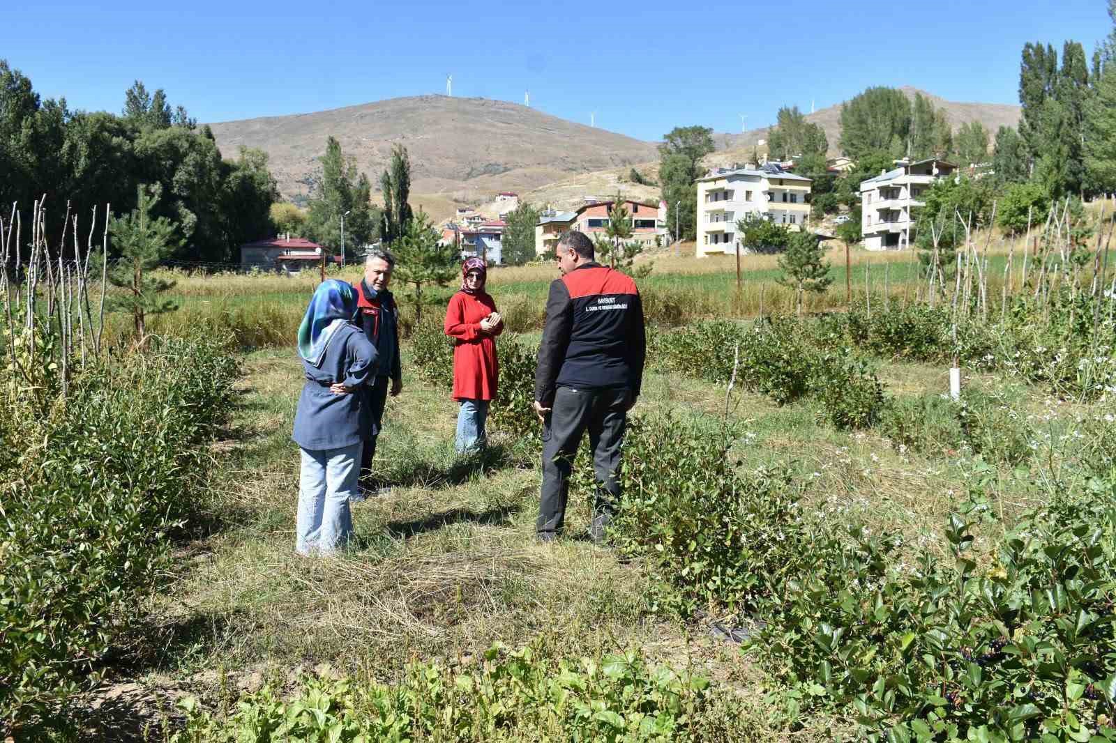 bayburt-ta-aronya-uretimi-yapan-ciftciye-ziyaret