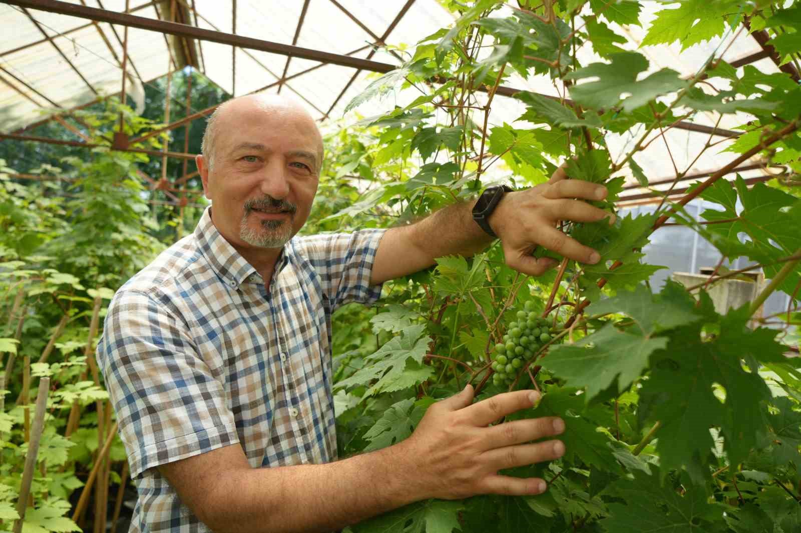 omu-de-gelistirilen-yerli-uzum-projesiyle-hedef-ilacsiz-yetisen-cekirdeksiz-ve-kokulu-uzum
