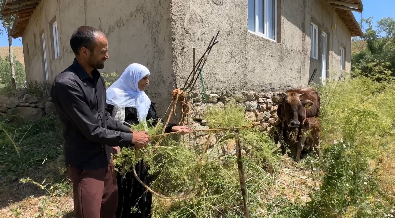 bir-inegi-telef-oldu-7-inek-5-buzagi-sahibi-oldu