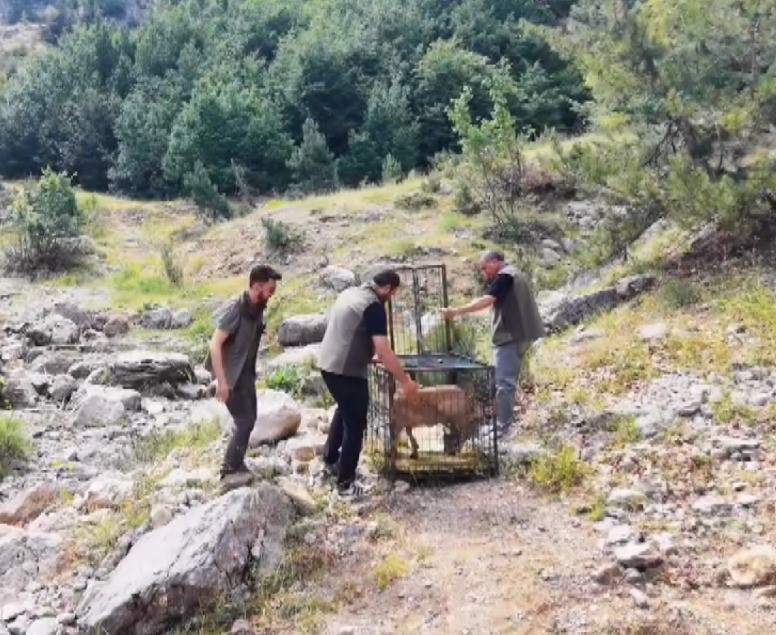 yarali-dag-kecisi-tedavisinin-ardindan-dogaya-birakildi