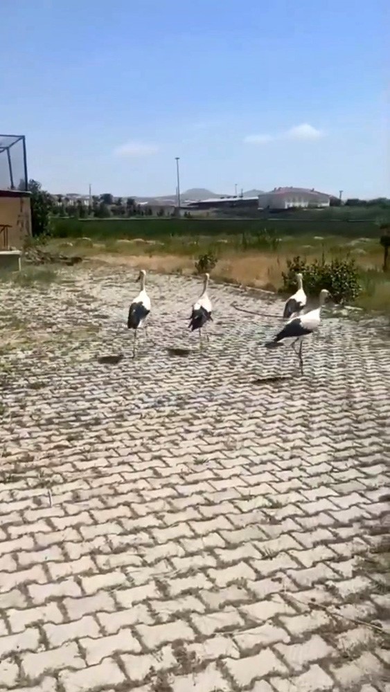 tedavisi-yapilan-leylekler-dogaya-birakildi