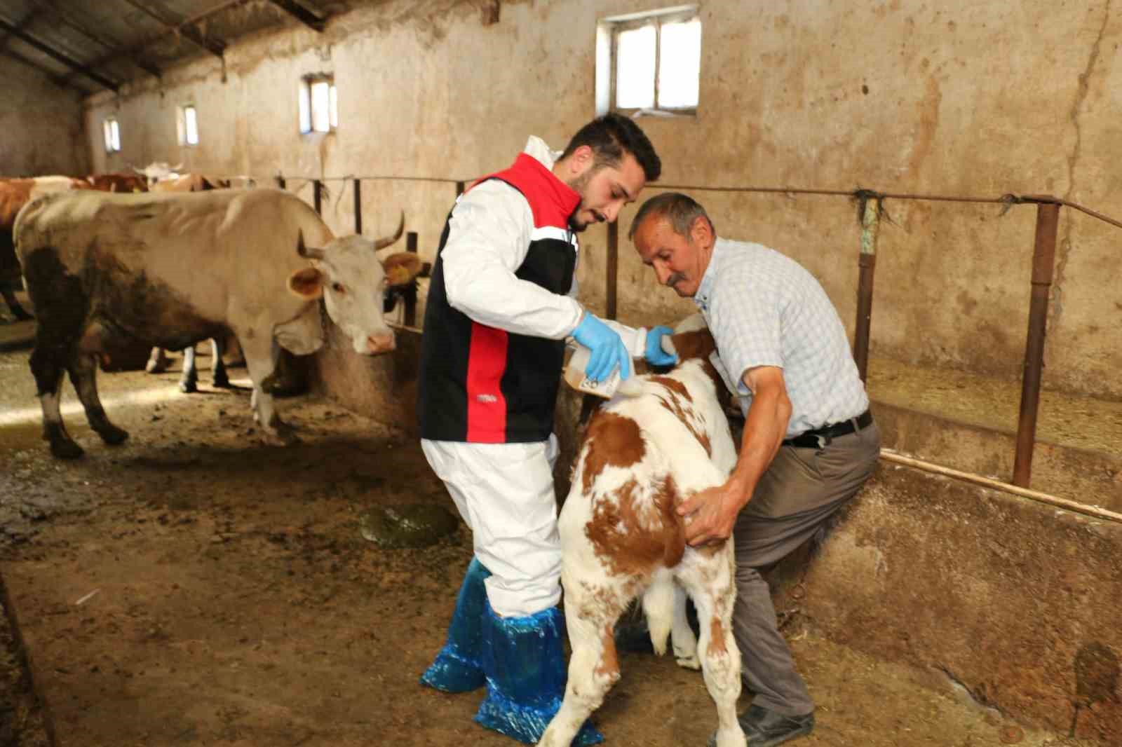 erzincan-da-hayvanlari-kenelere-karsi-korumak-icin-ilaclama-basladi