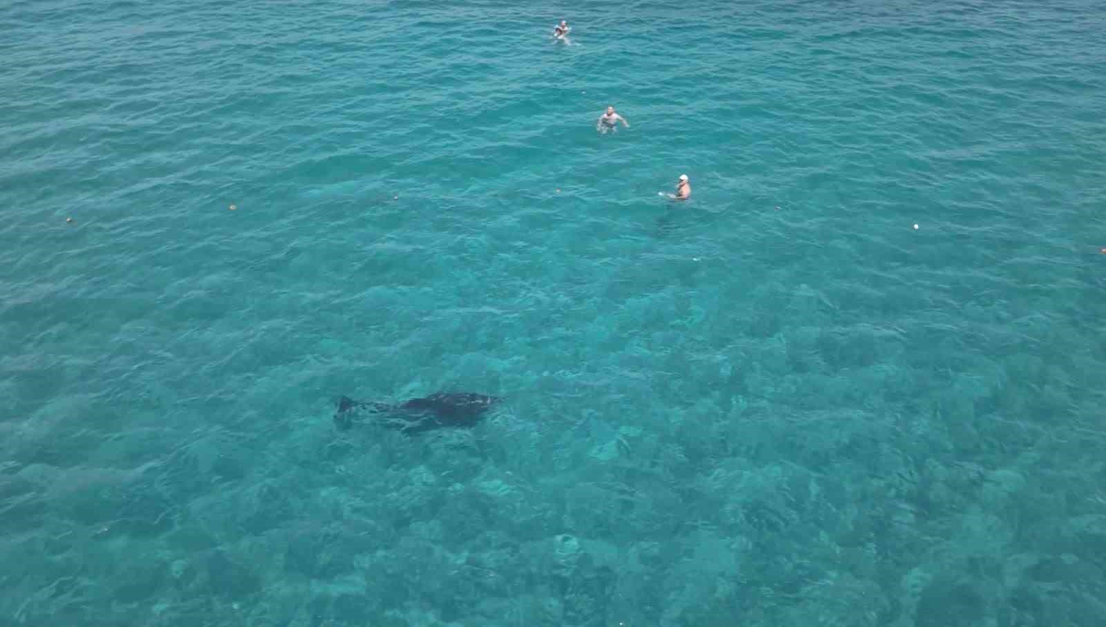 alanya-da-kiyiya-yaklasan-yunus-turistlerle-yuzdu