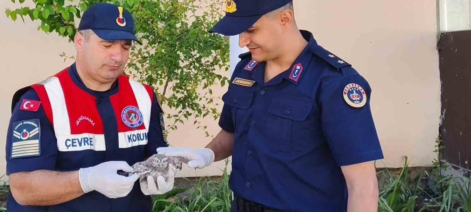 yozgat-ta-yavru-baykusa-jandarma-ekipleri-sefkat-eli-uzatti