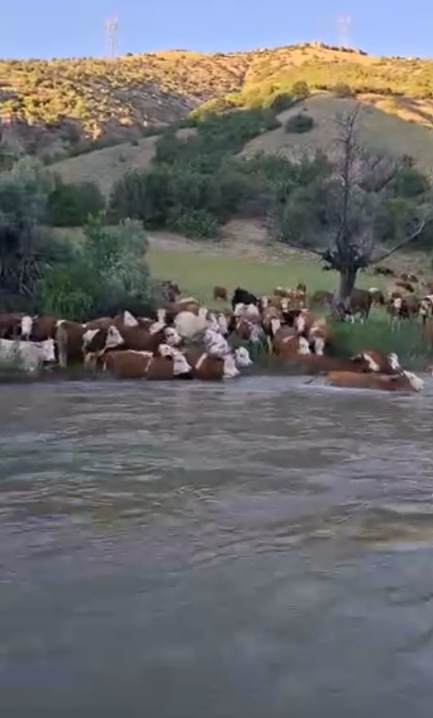 suru-halinde-suya-girdiler-kelkit-cayi-ni-yuzerek-gectiler