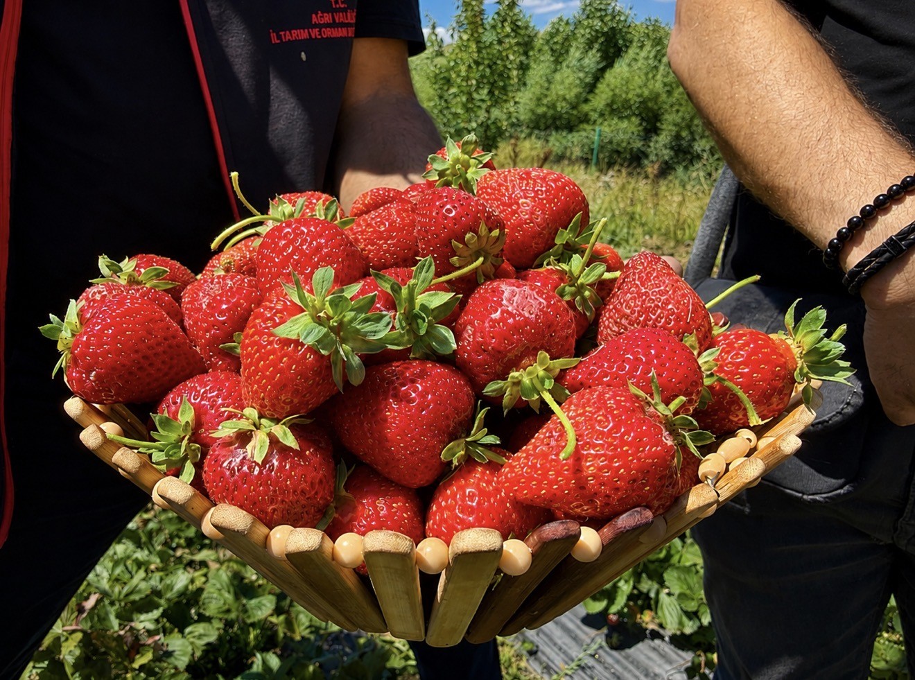 cilek-yetismez-denilen-agri-topragi-cilegi-sevdi-dekar-basina-2-ton-verim
