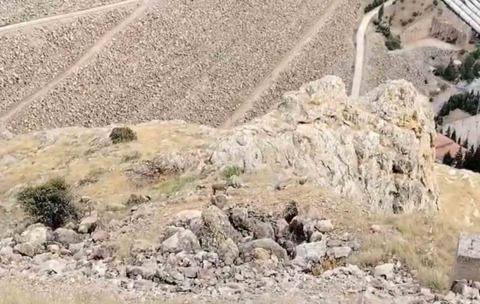 keban-da-dag-kecileri-suru-halinde-goruldu