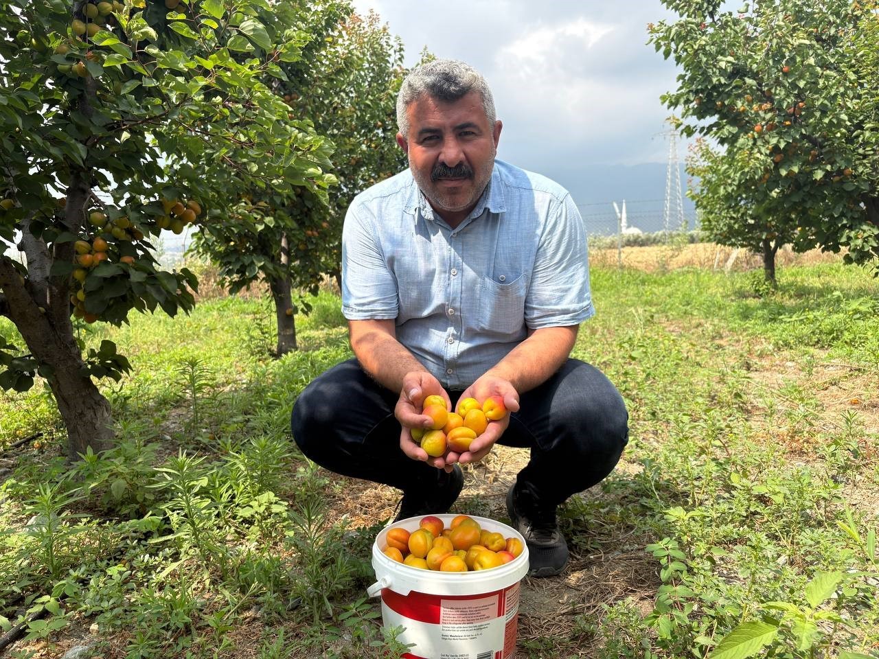 ziraat-muhendisinin-tavsiyesiyle-diktigi-kayisidan-6-yildir-urun-aliyor