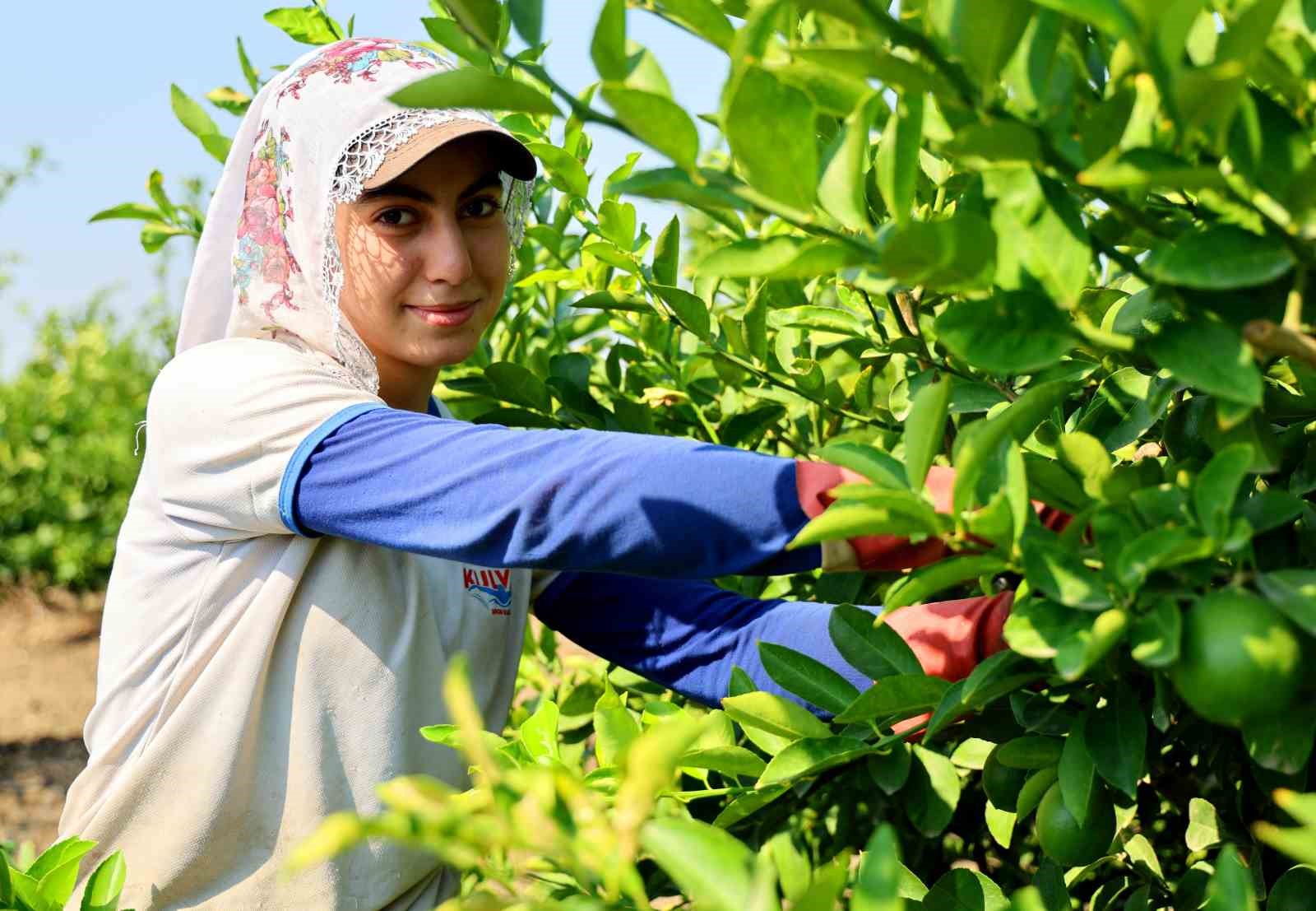 adana-da-limon-hasadi-basladi-bahcede-kilogrami-6-12-lira
