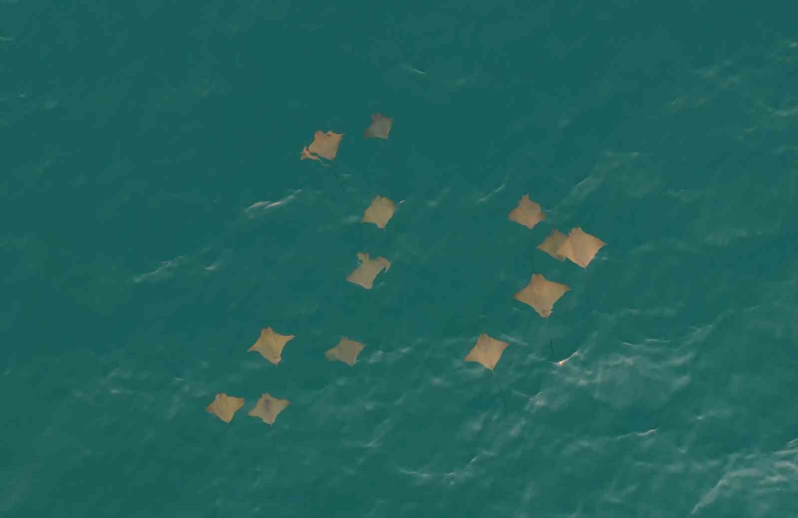akdeniz-de-vatoz-surusunun-su-yuzeyindeki-gorsel-soleni-dron-kamerasina-yansidi