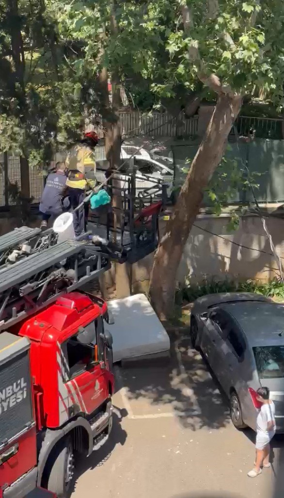 agacta-mahsur-kalan-kedi-itfaiye-tarafindan-kurtarildi
