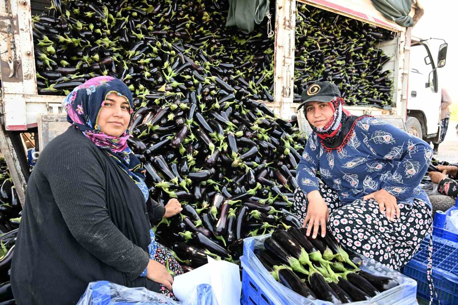 selin-yiktigi-tarlada-yeniden-hasat-sevinci