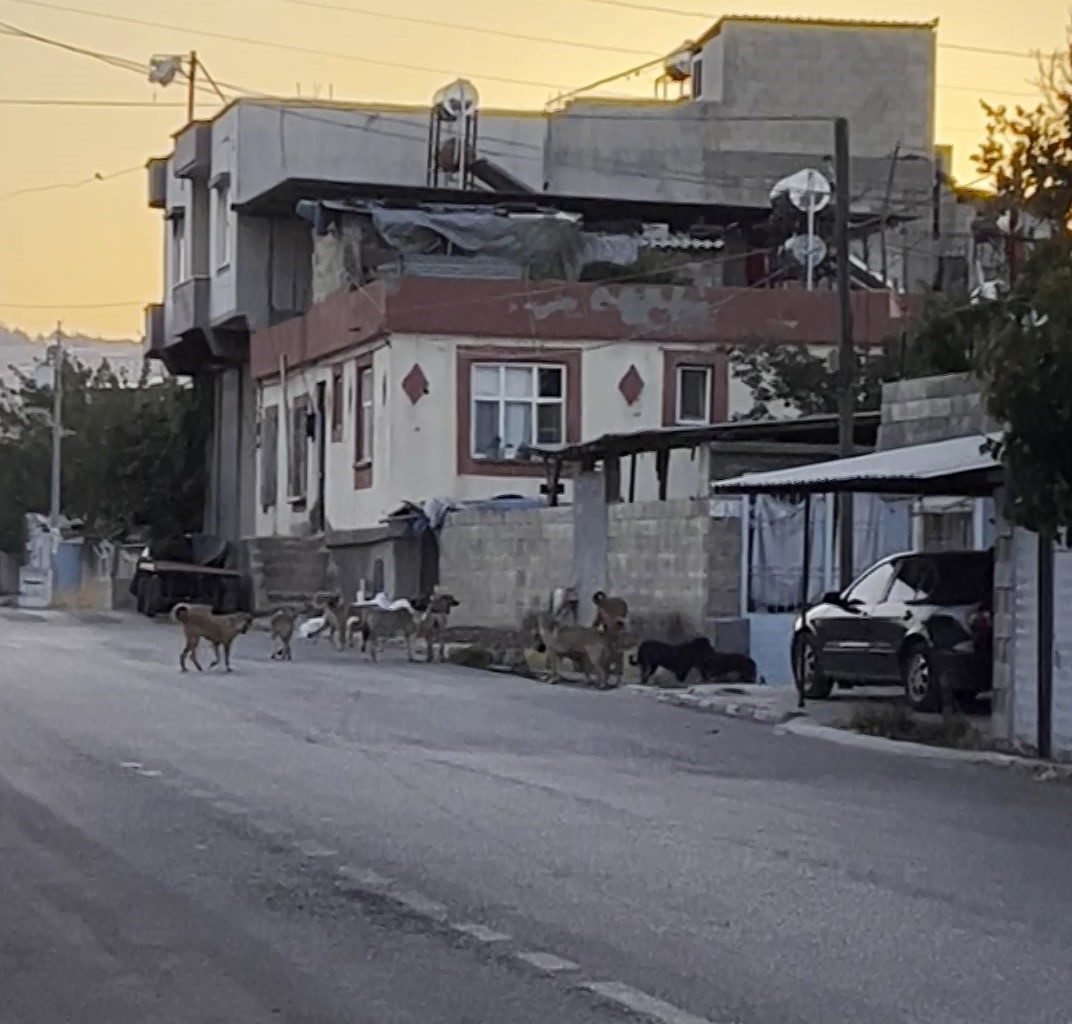 gaziantep-te-tedirgin-eden-goruntu-basibos-sokak-kopekleri-suru-halinde