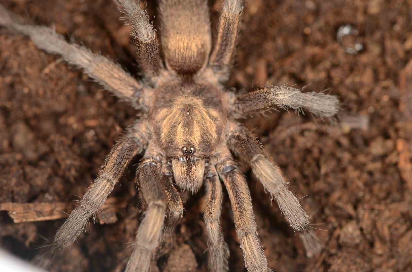 turkiye-de-ilk-kez-yeni-bir-tarantula-cinsi-kaydedildi