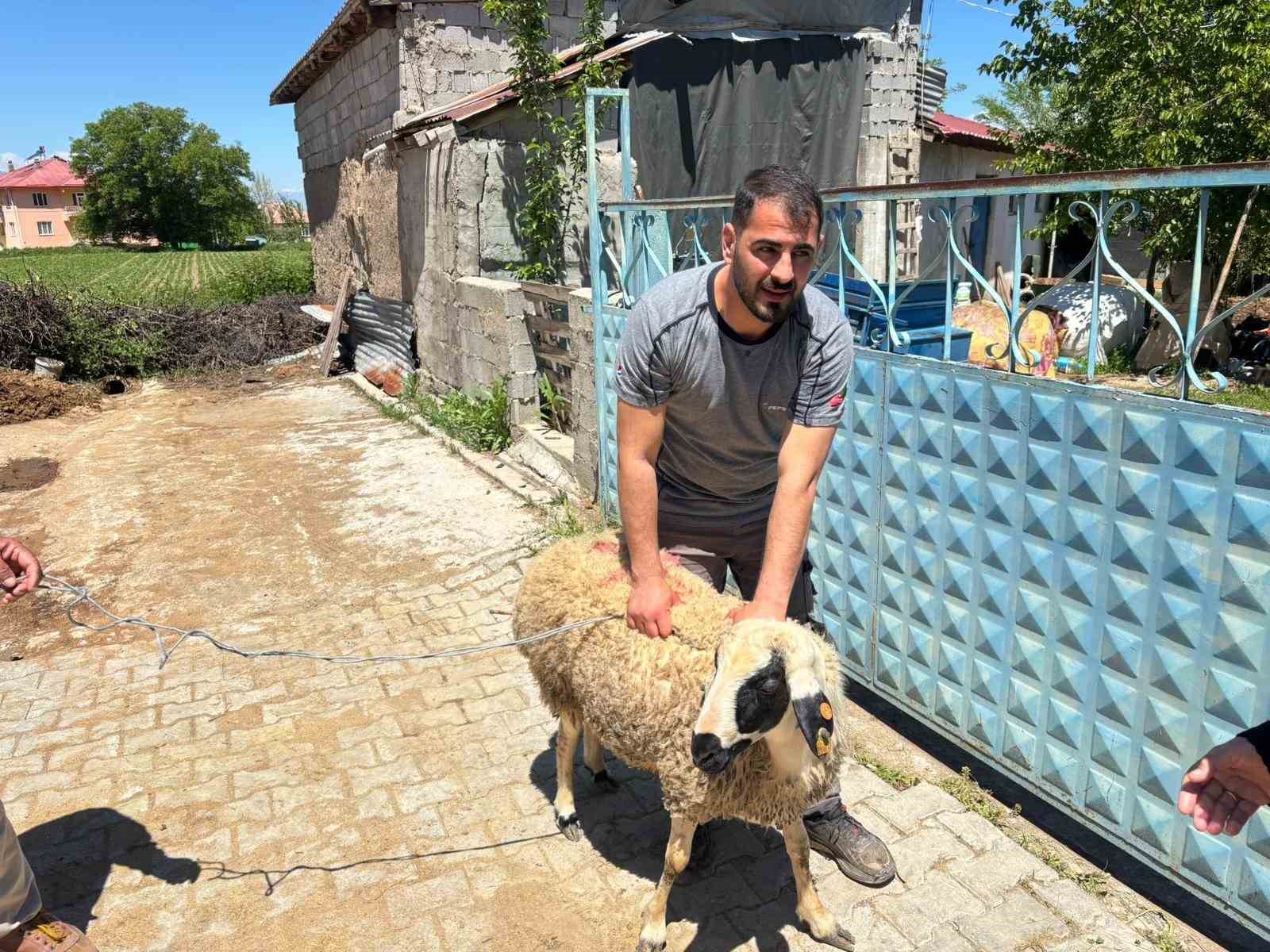 erzincan-da-kacan-kurbanlik-koyun-1-saat-sonra-yakalandi