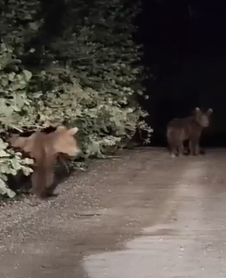 gece-yarisi-ayilarla-karsilasan-vatandaslar-panik-yasadi-o-anlar-kamerada