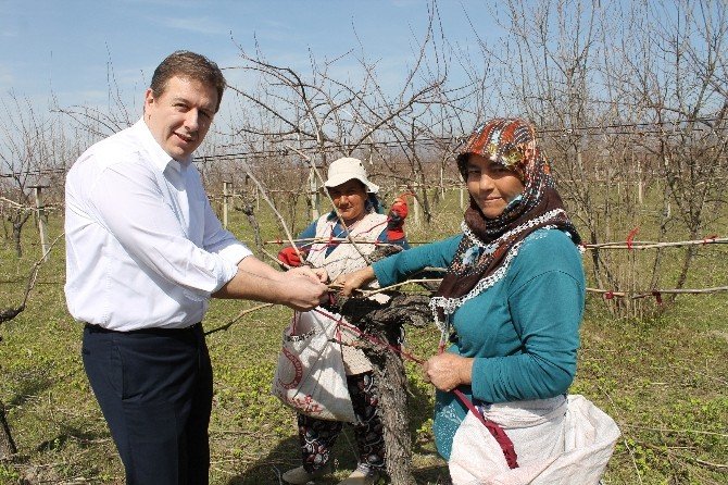 Ak Partili Necip Filiz, Kadınlar Günü’nü Tarlada Kutladı