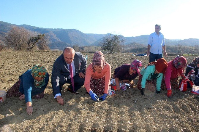 Başkan Arslan, Kadınlar Gününde Sarımsak Tarlasında Çalışan Kadınlara Pasta Kesti