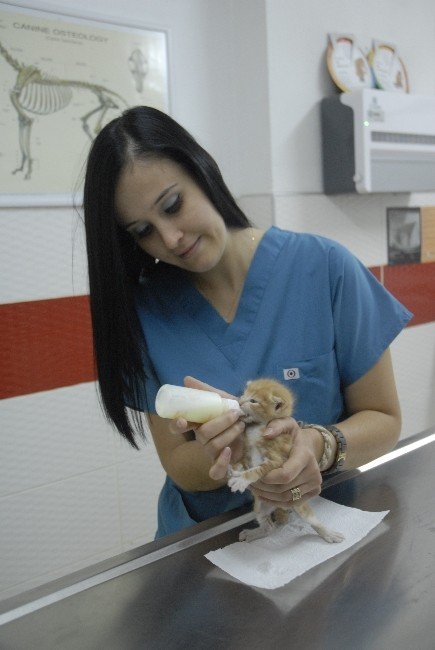 Kadın Gözünden ‘Veteriner Hekimliği’