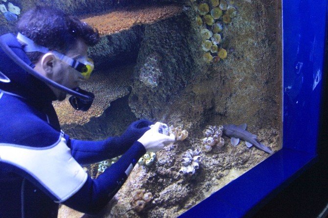 Yavru Köpekbalığı Nihayet Akvaryumda