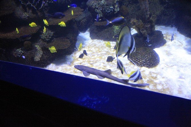 Yavru Köpekbalığı Nihayet Akvaryumda