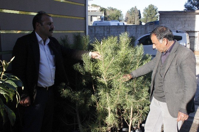 Ceylanpınar’da Fidan Satışlarında Artış