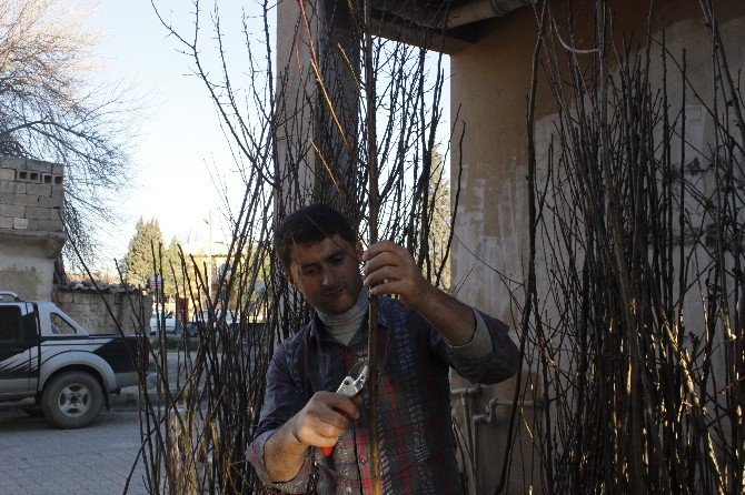 Ceylanpınar’da Fidan Satışlarında Artış