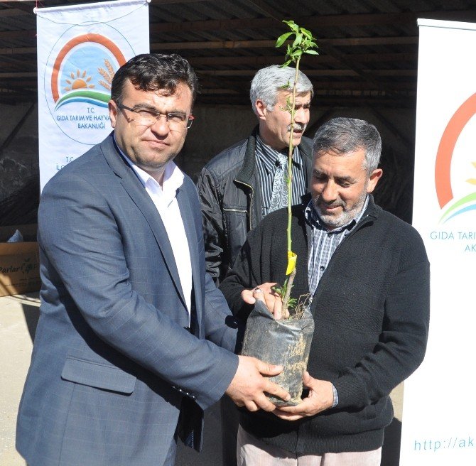 Aksaray’da Çiftçilere 10 Bin 100 Adet Meyve Fidanı Dağıtıldı
