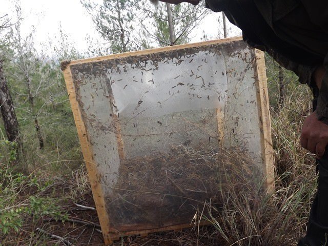Koza-der’den Çam Kese Böceğine Karşı Seferberlik