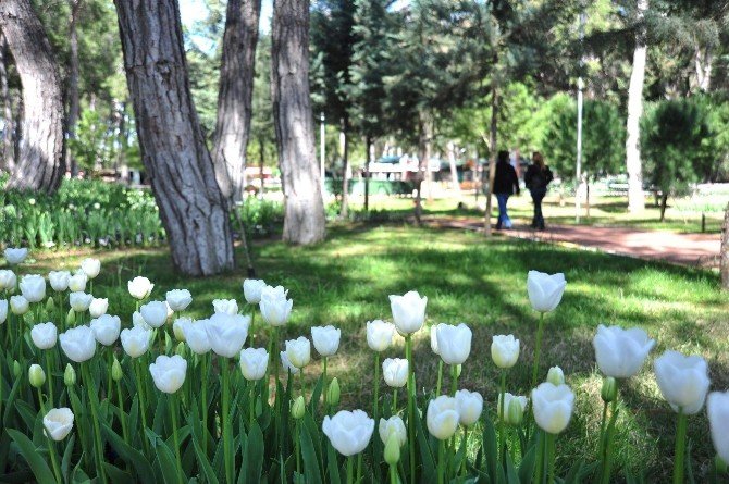 Kepez Lale,sümbül,nergis Kokacak