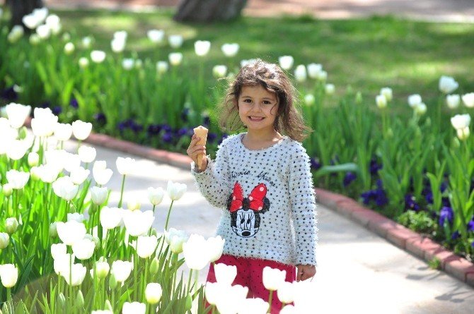 Kepez Lale,sümbül,nergis Kokacak