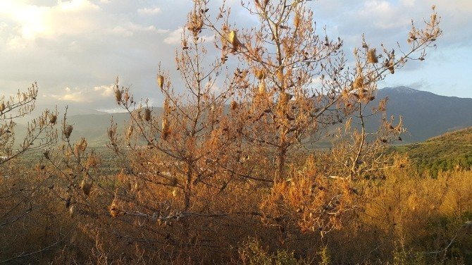 Koza-der’den Çam Kese Böceğine Karşı Seferberlik