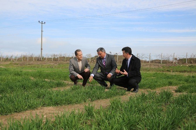 Odü, Araştırma Ve Uygulama Arazisine Kavuştu