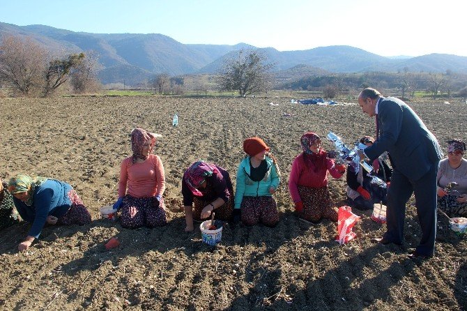 Başkan Arslan, Kadınlar Gününde Sarımsak Tarlasında Çalışan Kadınlara Pasta Kesti