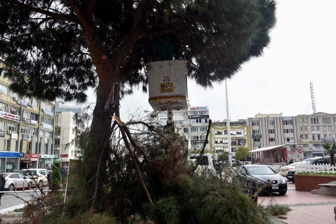 Aliağa’da Ağaçlar Budanıyor