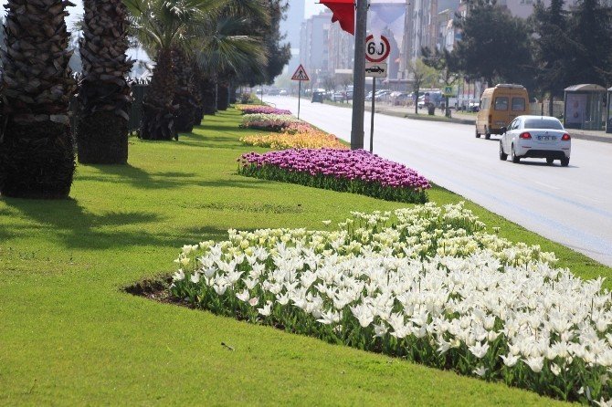 Samsun'da Laleler Göz Kamaştırıyor