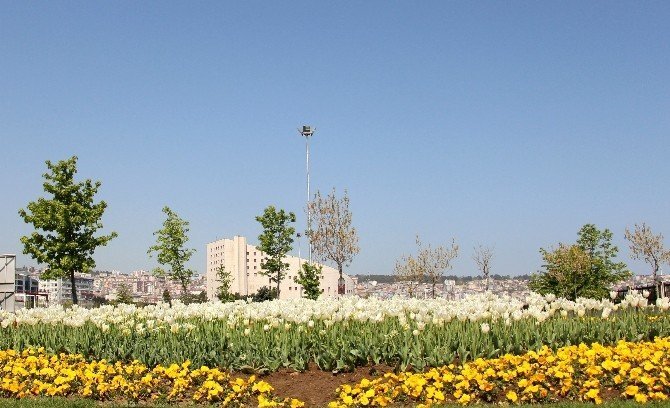 Samsun'da Laleler Göz Kamaştırıyor