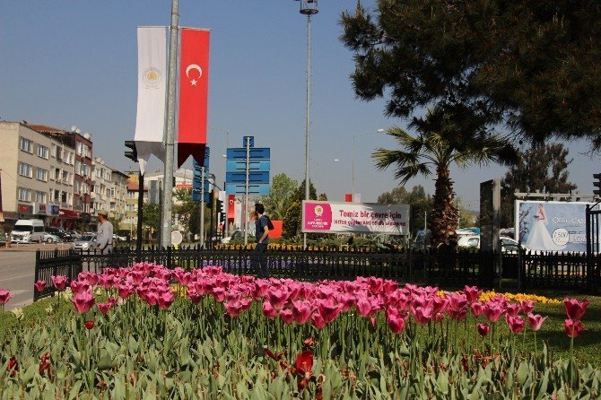 Samsun'da Laleler Göz Kamaştırıyor