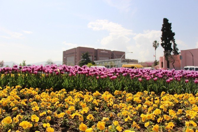 Samsun'da Laleler Göz Kamaştırıyor