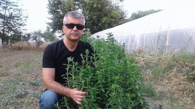 Hastalıklara Deva Stevia Mucizesi